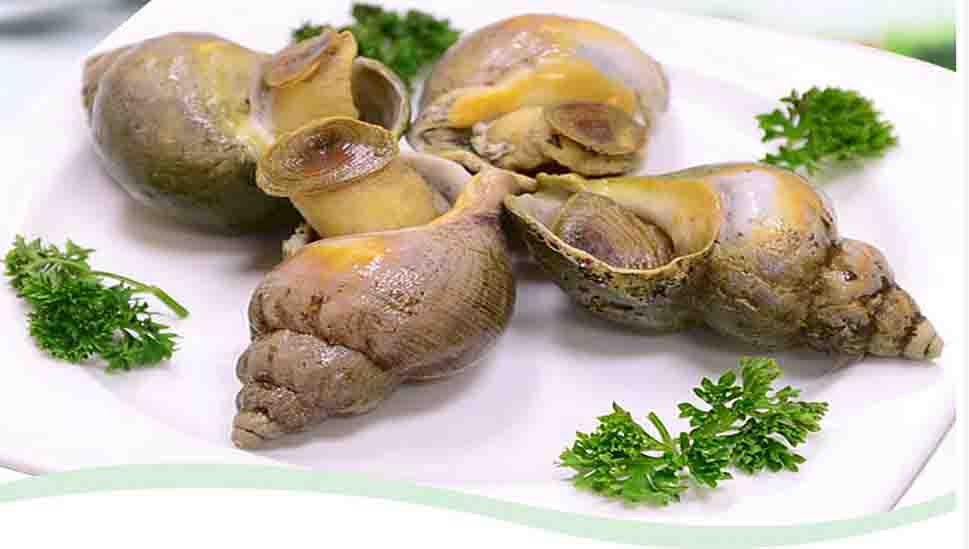 Jade Whelk