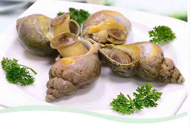 Jade Whelk