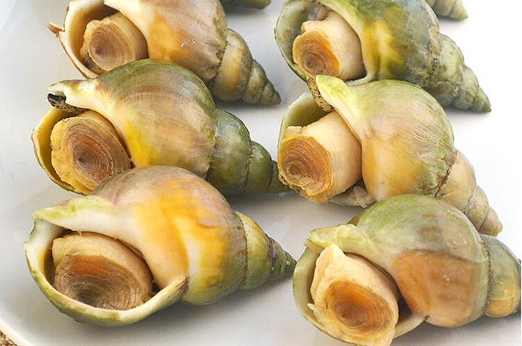Jade Whelk